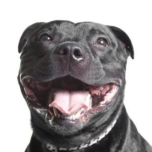 Meet your Posher, Henry